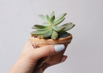 Unsplash | Fabiola Peñalba