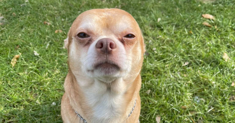 Facebook | Second Chance Pet Adoption League