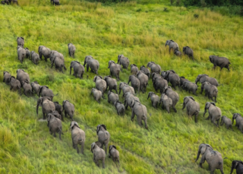 Facebook | Virunga National Park