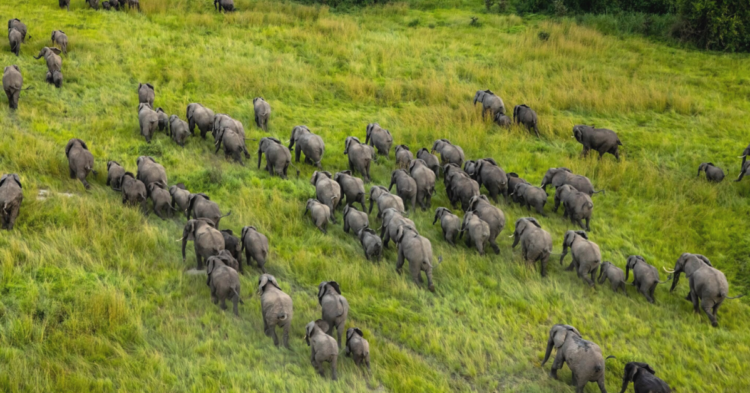 Facebook | Virunga National Park