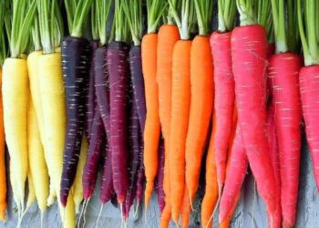 Etsy | SmartSeedsEmporium