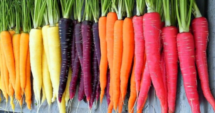 Etsy | SmartSeedsEmporium