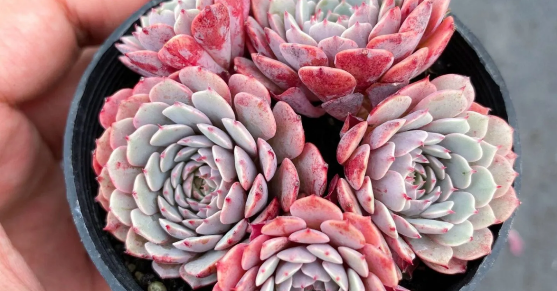 Etsy | TheLeafyHome