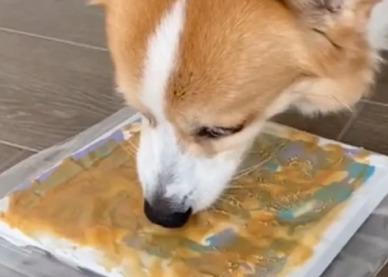 TikTok | @tofu_corgi