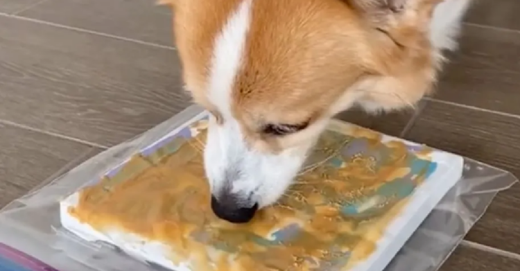 TikTok | @tofu_corgi