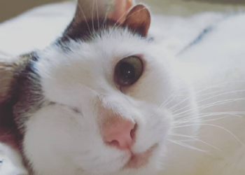 Instagram | @frank_n_kitten