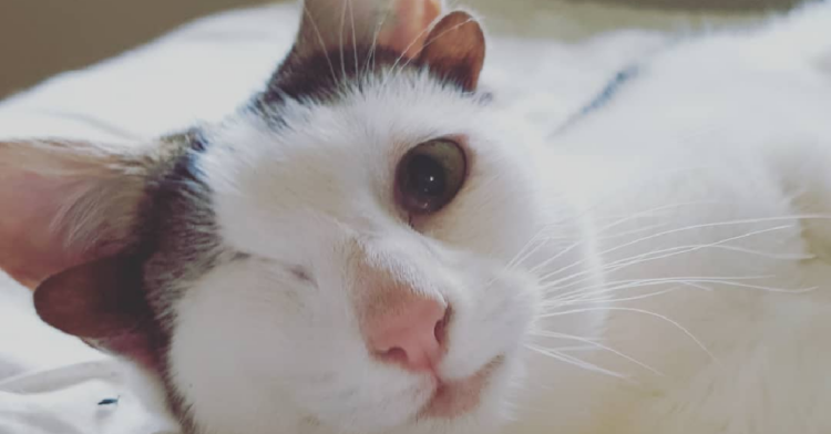 Instagram | @frank_n_kitten