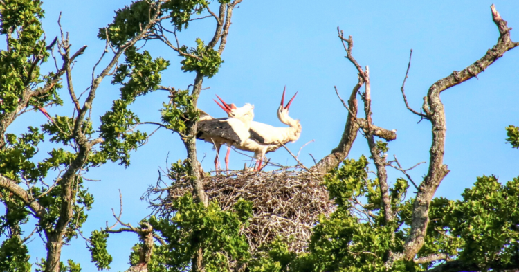 Brad Albrecht via White Stork Project