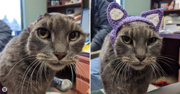 Facebook | Dane County Humane Society