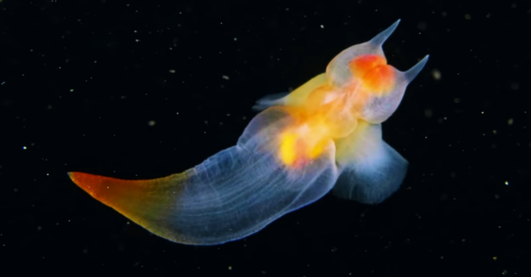YouTube | Aquatilis