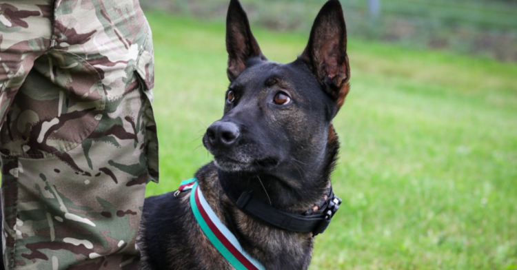 Twitter | @PDSA_HQ