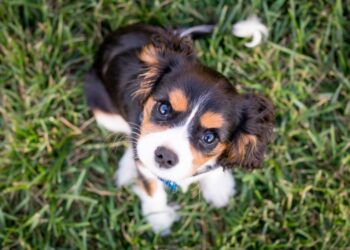 Unsplash | Austin Kirk