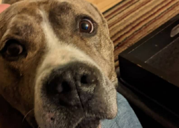 Instagram | @relayforrescue