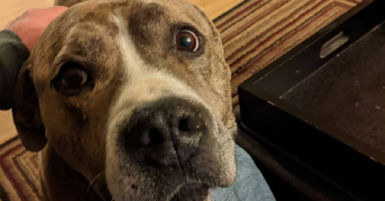 Instagram | @relayforrescue