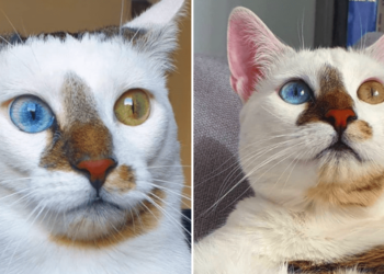 Instagram | @bowie_the_cat