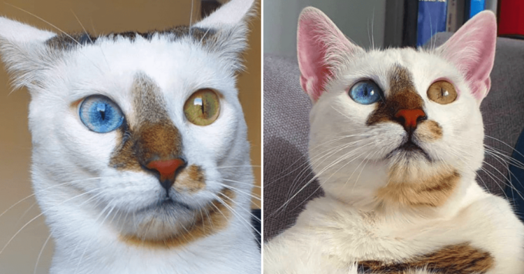 Instagram | @bowie_the_cat