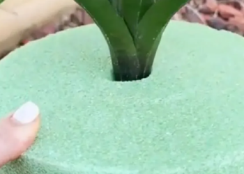 TikTok | @jazmay_tampabae