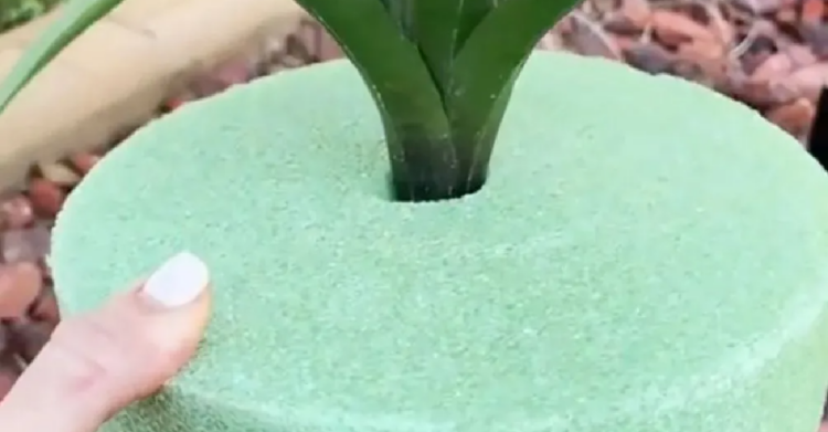 TikTok | @jazmay_tampabae