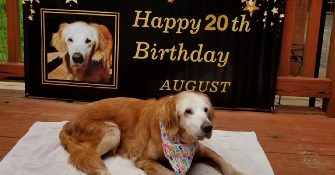 Facebook | GoldHeart Golden Retrievers Rescue