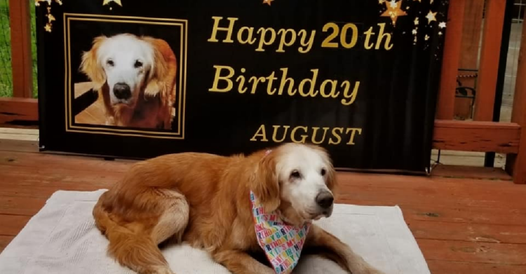 Facebook | GoldHeart Golden Retrievers Rescue