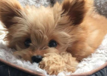 Instagram | @oliverthedogx