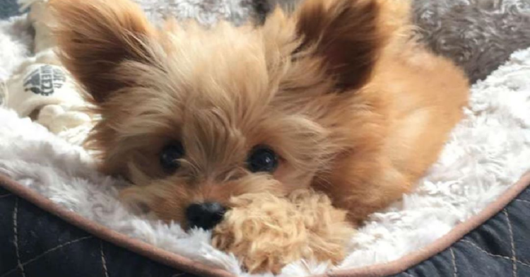 Instagram | @oliverthedogx