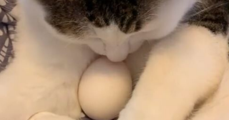 TikTok | @annafromtiktok