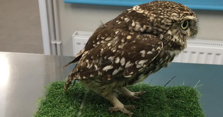 Facebook | Suffolk Owl Sanctuary