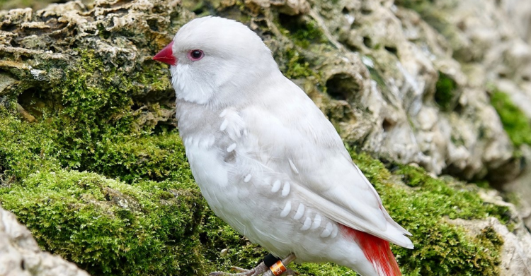 Wikimedia Commons | Mike's Birds