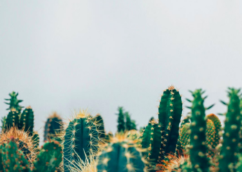 Unsplash