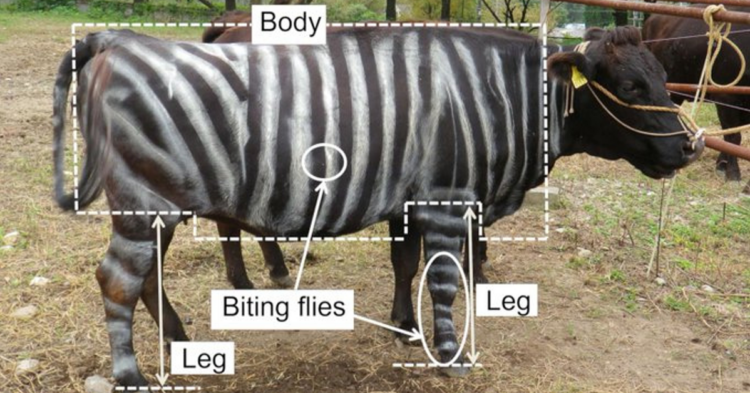 PLoS ONE | Kojima et al.