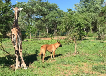 Facebook | The Rhino Orphanage