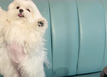 Instagram | @cocothemaltesedog