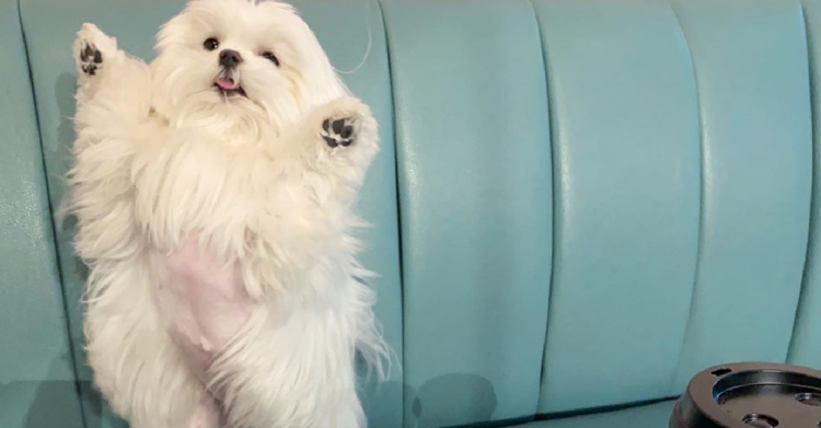 Instagram | @cocothemaltesedog