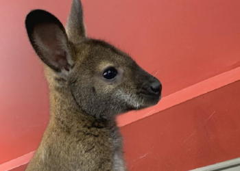 Instagram | @jackthewallaby