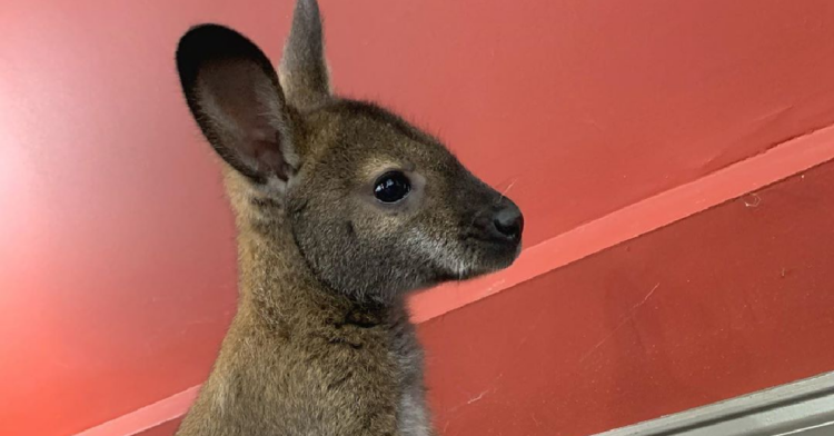 Instagram | @jackthewallaby