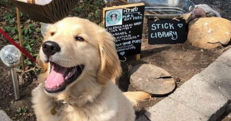Instagram | @highparkpups