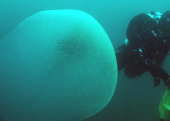 Scientific Reports | Halldis Ringvold/Sea Snack Norway