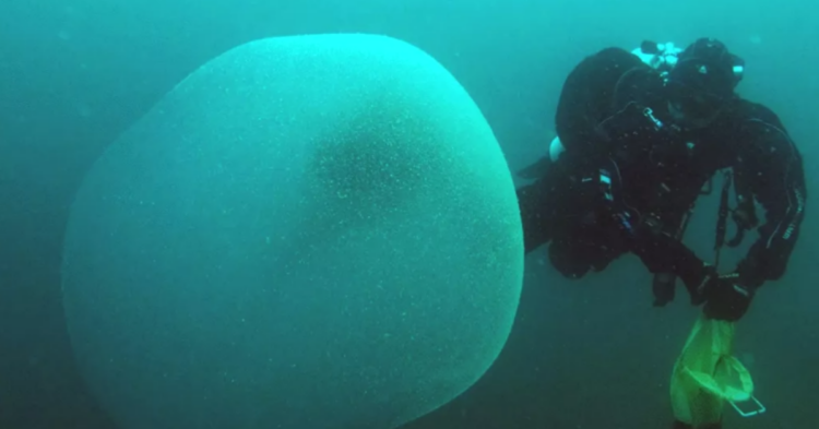 Scientific Reports | Halldis Ringvold/Sea Snack Norway