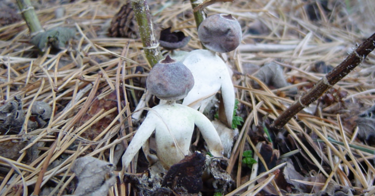 Fen Fungi | Jonathan Revett