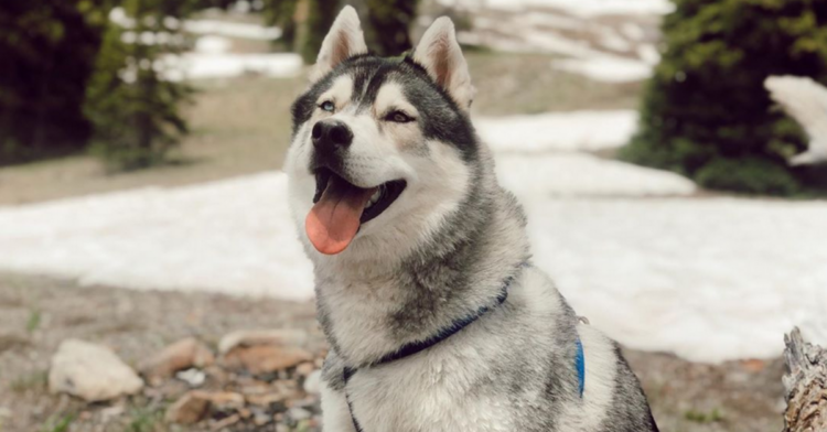 Instagram | @kovu.sings