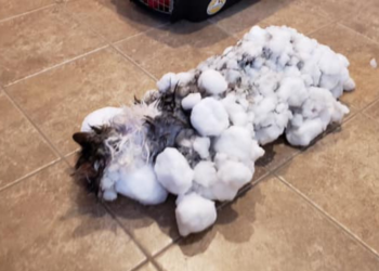 Facebook | Animal Clinic of Kalispell