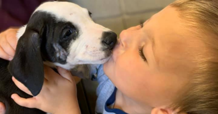 Facebook | Jackson County Animal Shelter - Michigan
