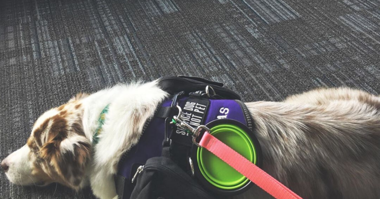Instagram | @atlasservicedog