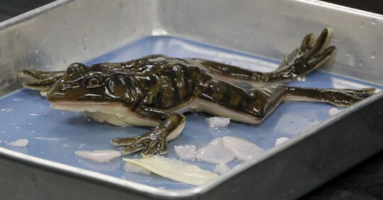 SynDaver