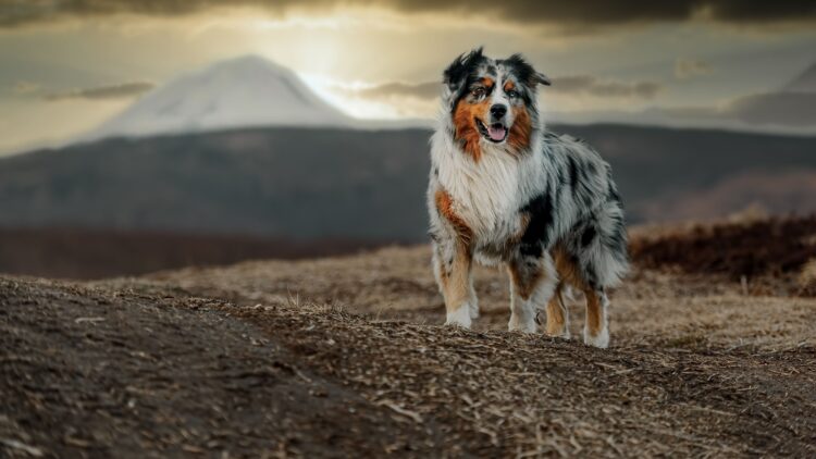Shutterstock | 230764991