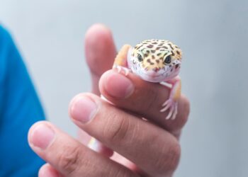 Shutterstock | 217304327