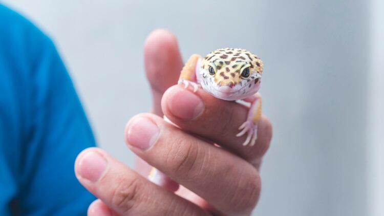 Shutterstock | 217304327
