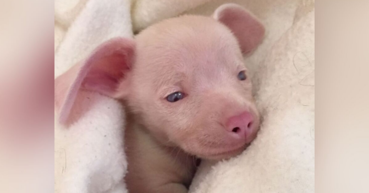 Instagram | @pinkpigletpuppy