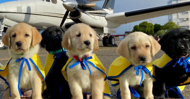 Instagram | @ccicanine